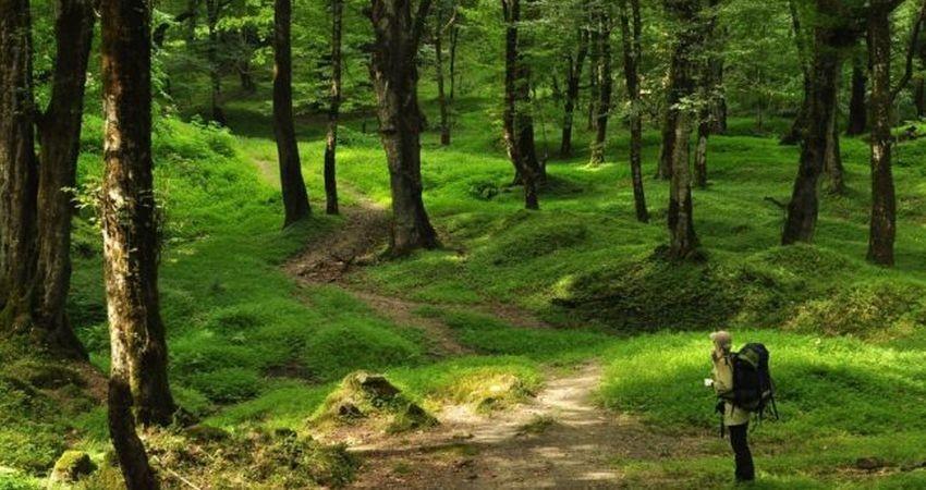 سیاه گالش نماد حافظ زیست بوم کوهستان های گیلان