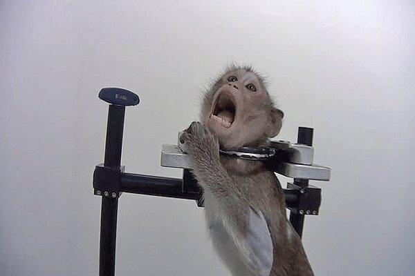 تنهایی و جنون؛ سرنوشت میمون های محبوس در آزمایشگاه