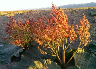 سفر به روستای پر رمز و راز شهرستان گناباد، از جنگ دوازده رخ چه می دانید؟