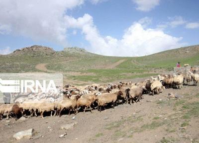 خبرنگاران دام های فاقد هویت و پلاک قاچاق محسوب می شوند