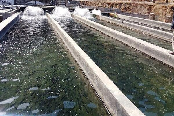 برداشت 200 تن ماهی از استخرهای ایرانشهر