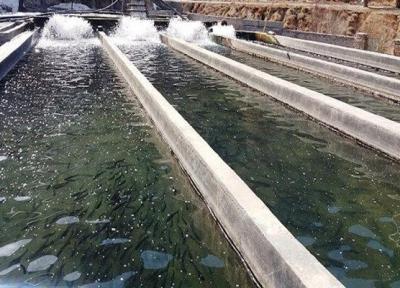 برداشت 200 تن ماهی از استخرهای ایرانشهر