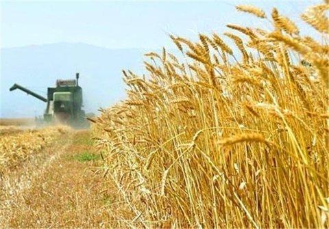 خرید 4 میلیون و 8 هزار تن گندم از کشاورزان