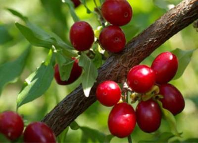 خواص دارویی برگ و میوه زغال اخته