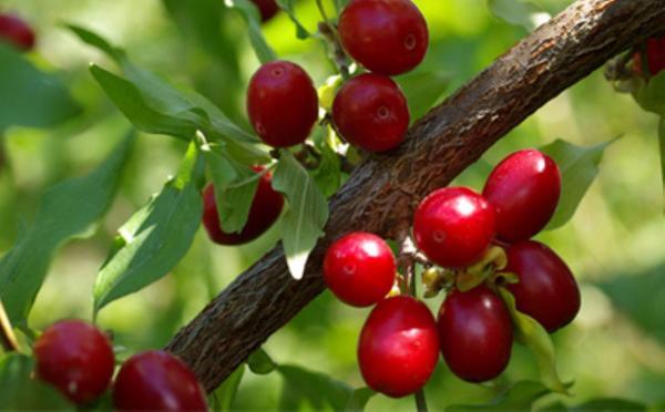 خواص دارویی برگ و میوه زغال اخته خواص دارویی برگ و میوه زغال اخته