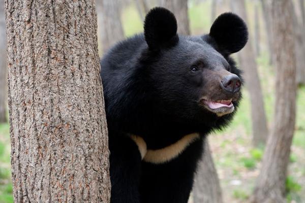 خرس سیاه آسیایی در خطر انقراض