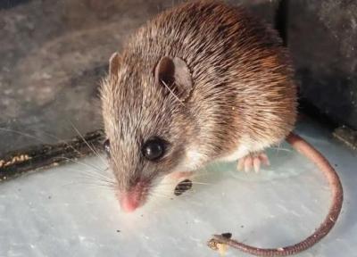 کشف زره عجیب زیر پوست موش خاردار آفریقایی! ، عکس