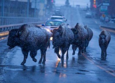 یک هفته با نشنال جئوگرافی؛ از مرز باریکی در کارولینای شمالی تا مهاجرت گاومیش های آمریکایی