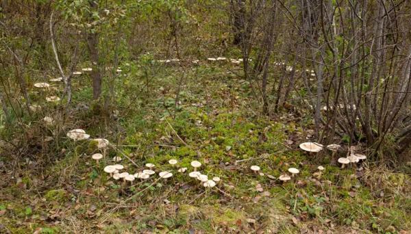 چرا بعضی قارچ ها به صورت دایره ای رشد می نمایند؟ راز علمی و افسانه ای حلقه های قارچ