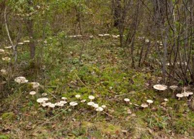 چرا بعضی قارچ ها به صورت دایره ای رشد می نمایند؟ راز علمی و افسانه ای حلقه های قارچ